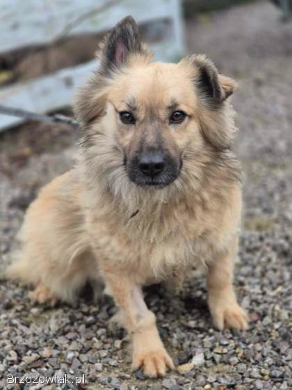 Maniuś – mały promyk radości szuka domu