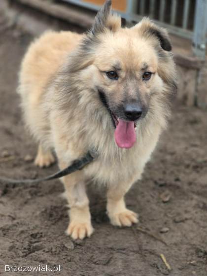 Maniuś – mały promyk radości szuka domu