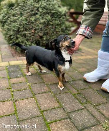 Dwie nakolankowe,  domowe,  wesołe sunieczki!