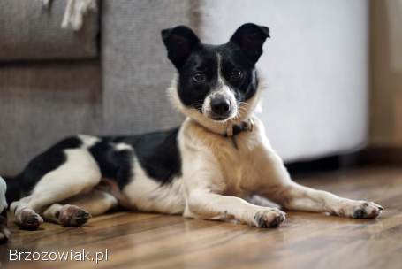 Dwie nakolankowe,  domowe,  wesołe sunieczki!