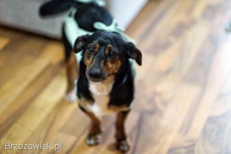 Dwie nakolankowe,  domowe,  wesołe sunieczki!