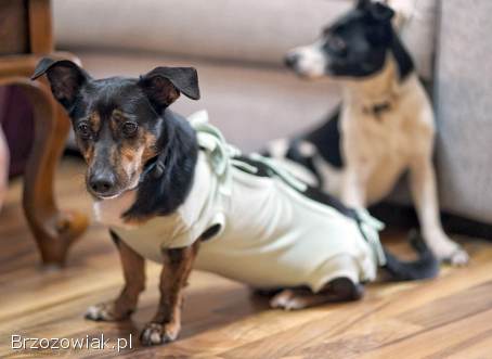 Dwie nakolankowe,  domowe,  wesołe sunieczki!