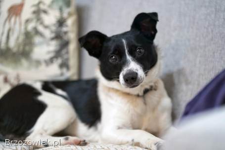 Dwie nakolankowe,  domowe,  wesołe sunieczki!