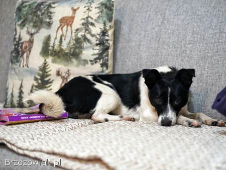 Dwie nakolankowe,  domowe,  wesołe sunieczki!