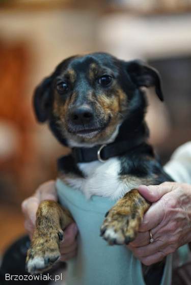 Dwie nakolankowe,  domowe,  wesołe sunieczki!