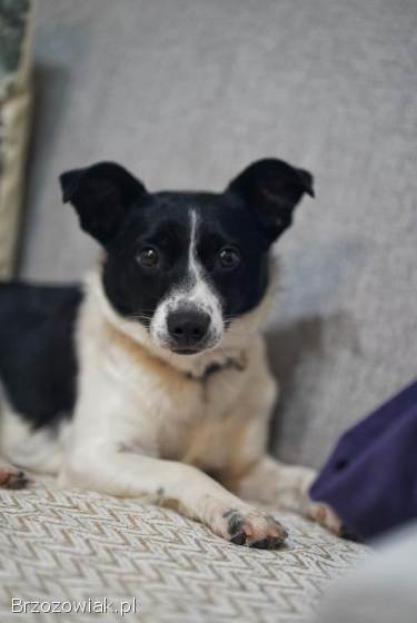 Dwie nakolankowe,  domowe,  wesołe sunieczki!