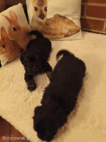 Przepiekne szczeniaki po mamie York