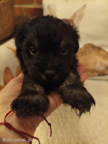 Przepiekne szczeniaki po mamie York