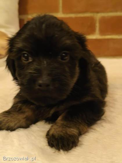 Przepiekne szczeniaki po mamie York