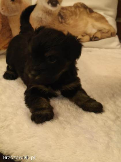 Przepiekne szczeniaki po mamie York