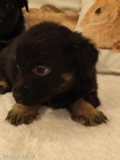 Przepiekne szczeniaki po mamie York