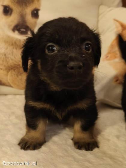 Przepiekne szczeniaki po mamie York