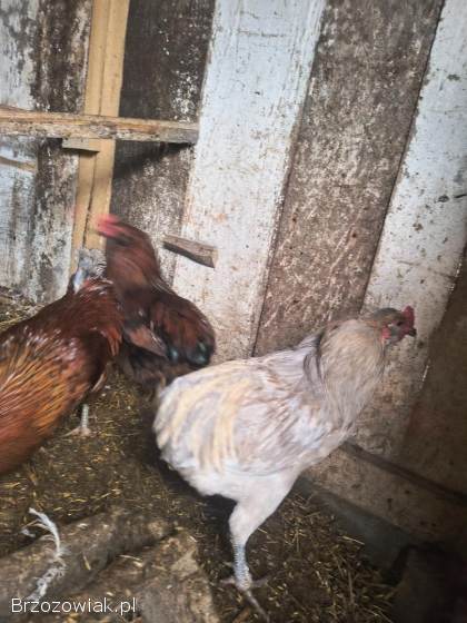 Koguty araukana araukan