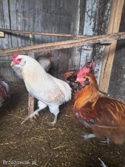 Koguty araukana araukan