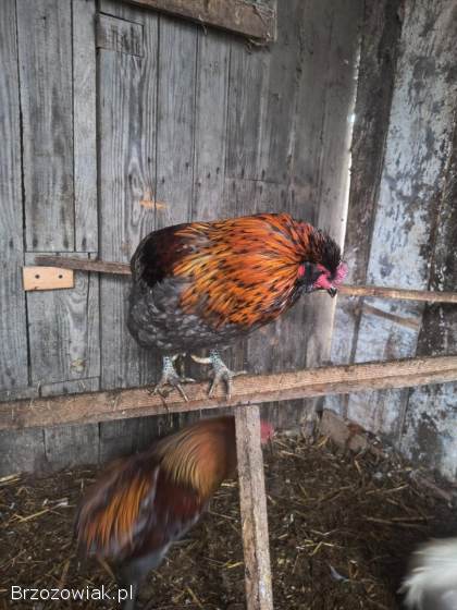 Koguty araukana araukan