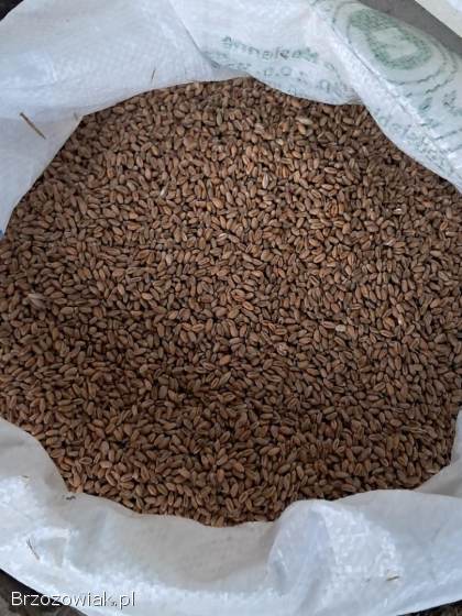Sprzedam pszenice