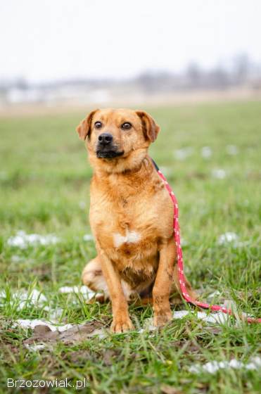 Rożek -  prawdziwy diament do pokochania!