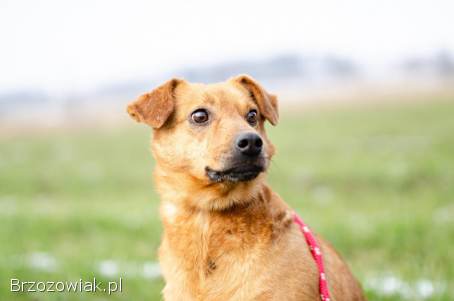 Rożek -  prawdziwy diament do pokochania!