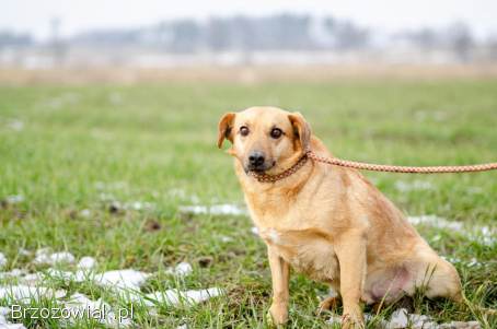 Delikatny Rudzik,  oaza łagodności do pokochania!