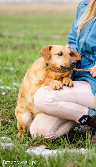 Delikatny Rudzik,  oaza łagodności do pokochania!