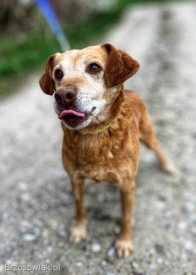 Staś -  cudowny psi dziadek BŁAGA o dom!