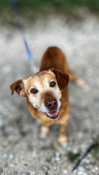 Staś -  cudowny psi dziadek BŁAGA o dom!