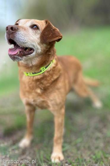 Staś -  cudowny psi dziadek BŁAGA o dom!