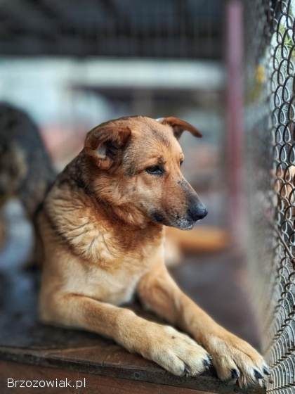 Linda -  spokojna,  kochana,  delikatna sunia!