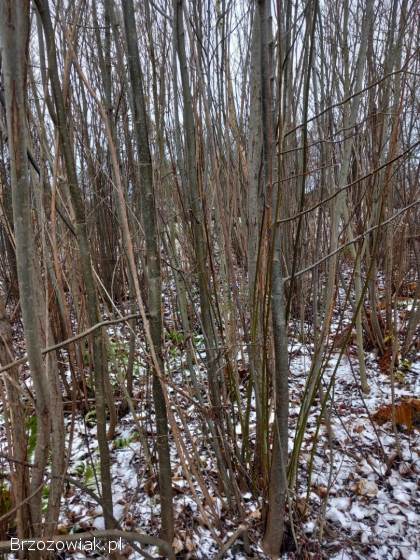Wierzba na zrębki