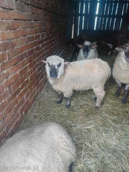 Sprzedam owce