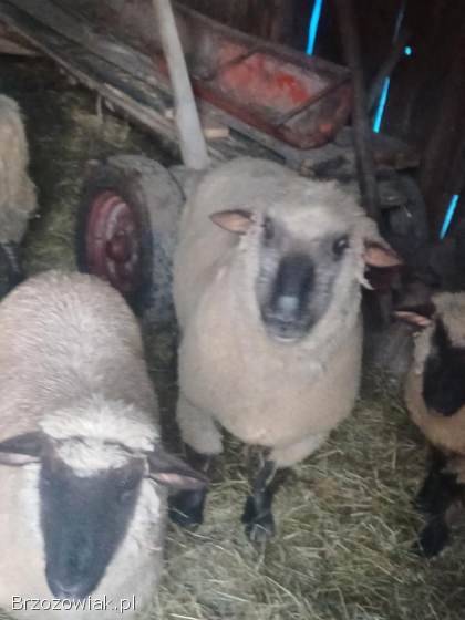 Sprzedam owce