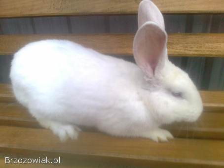 Sprzedam króliki