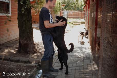 Pluto -  łagodny,  wesoły LABRADOR mix szuka domu