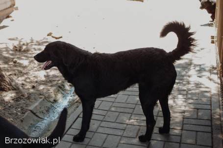 Pluto -  łagodny,  wesoły LABRADOR mix szuka domu