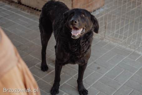 Pluto -  łagodny,  wesoły LABRADOR mix szuka domu