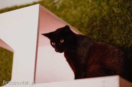 Koks -  roczny,  cudowny kociak szuka domu!