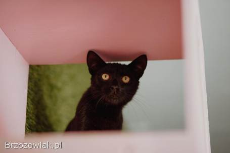 Koks -  roczny,  cudowny kociak szuka domu!