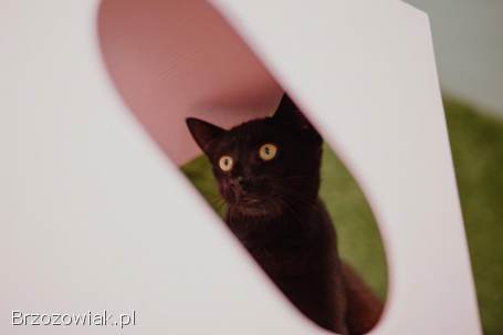 Koks -  roczny,  cudowny kociak szuka domu!