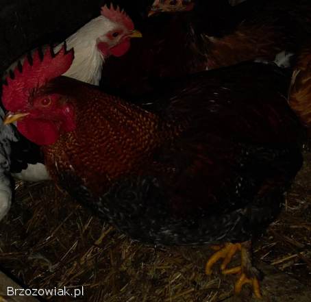 Koguty rasowe swojego chowania