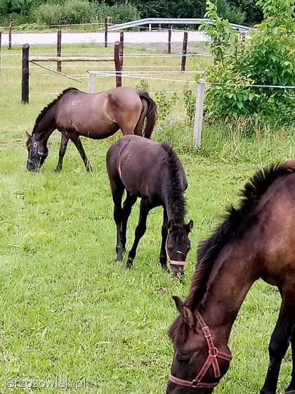 Sprzedam rocznego ogierka zamienię