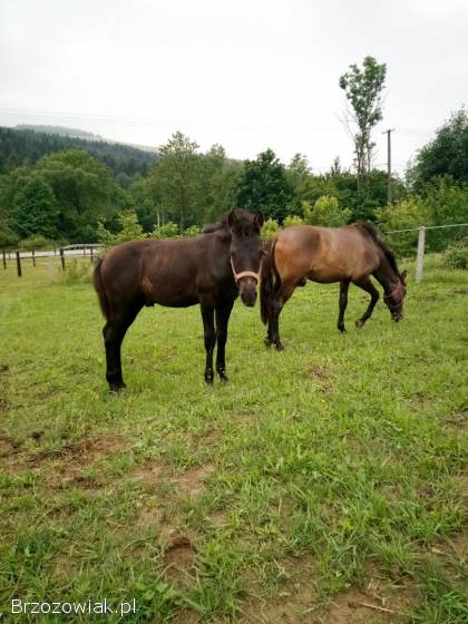 Sprzedam rocznego ogierka zamienię