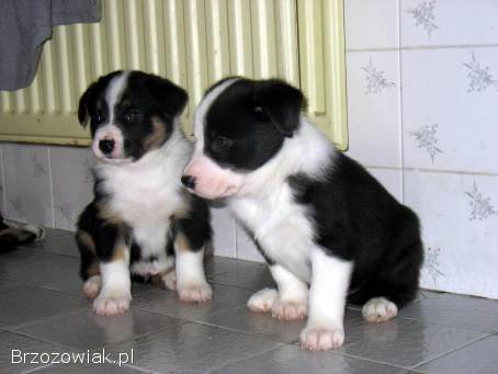 Sprzedam pieski szczenięta