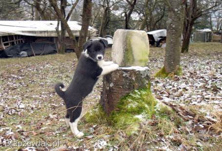 Sprzedam pieski szczenięta