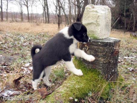 Sprzedam pieski szczenięta