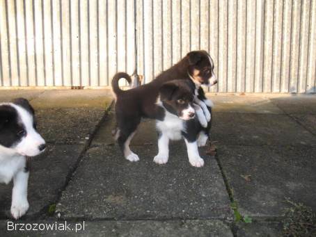 Sprzedam pieski szczenięta