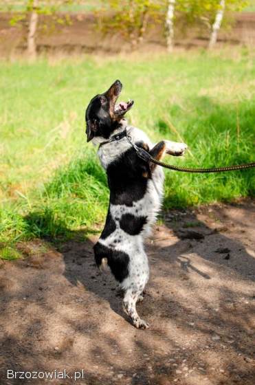 Łatek -  inteligentny,  radosny,  kochający człowieka
