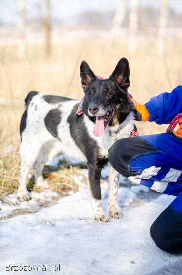 Łatek -  inteligentny,  radosny,  kochający człowieka