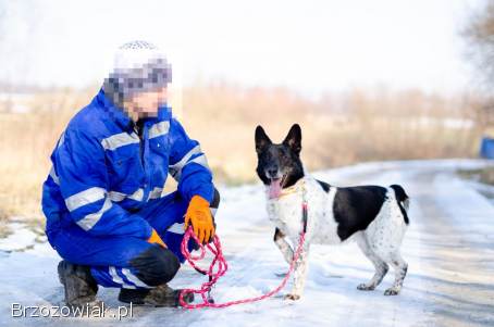 Łatek -  inteligentny,  radosny,  kochający człowieka