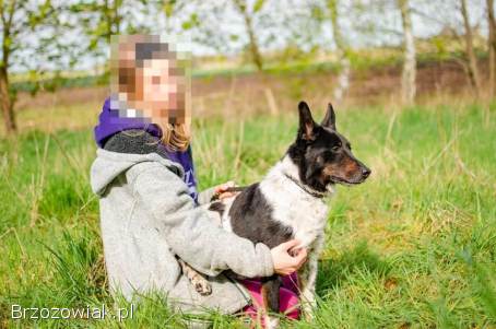 Łatek -  inteligentny,  radosny,  kochający człowieka