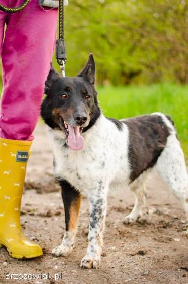 Łatek -  inteligentny,  radosny,  kochający człowieka